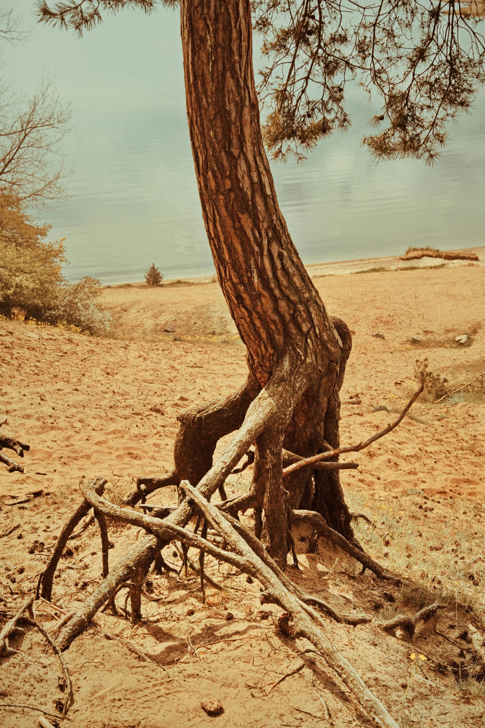 a lone giraffe walks next to an old tree