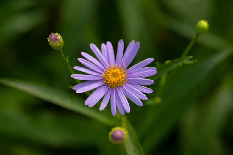 the single flower is on a purple stem