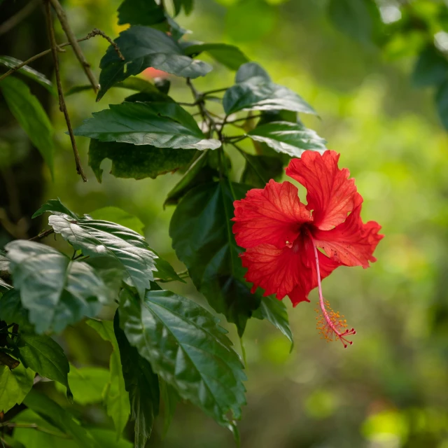 red flower with leaves hanging in the air