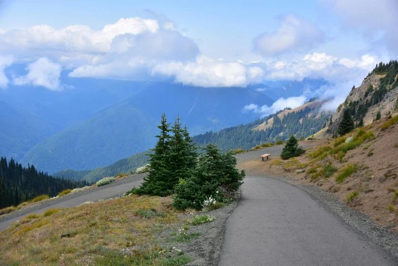 a scenic road with a lush green forest in the background