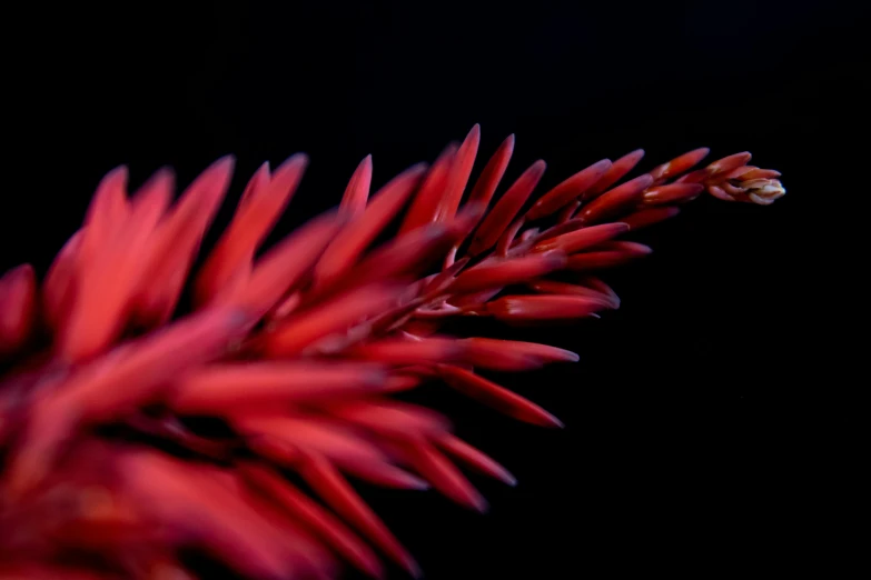 a closeup of some red, leafy plants