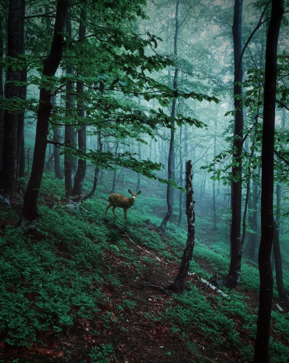 deer in a foggy forest on the edge of a trail