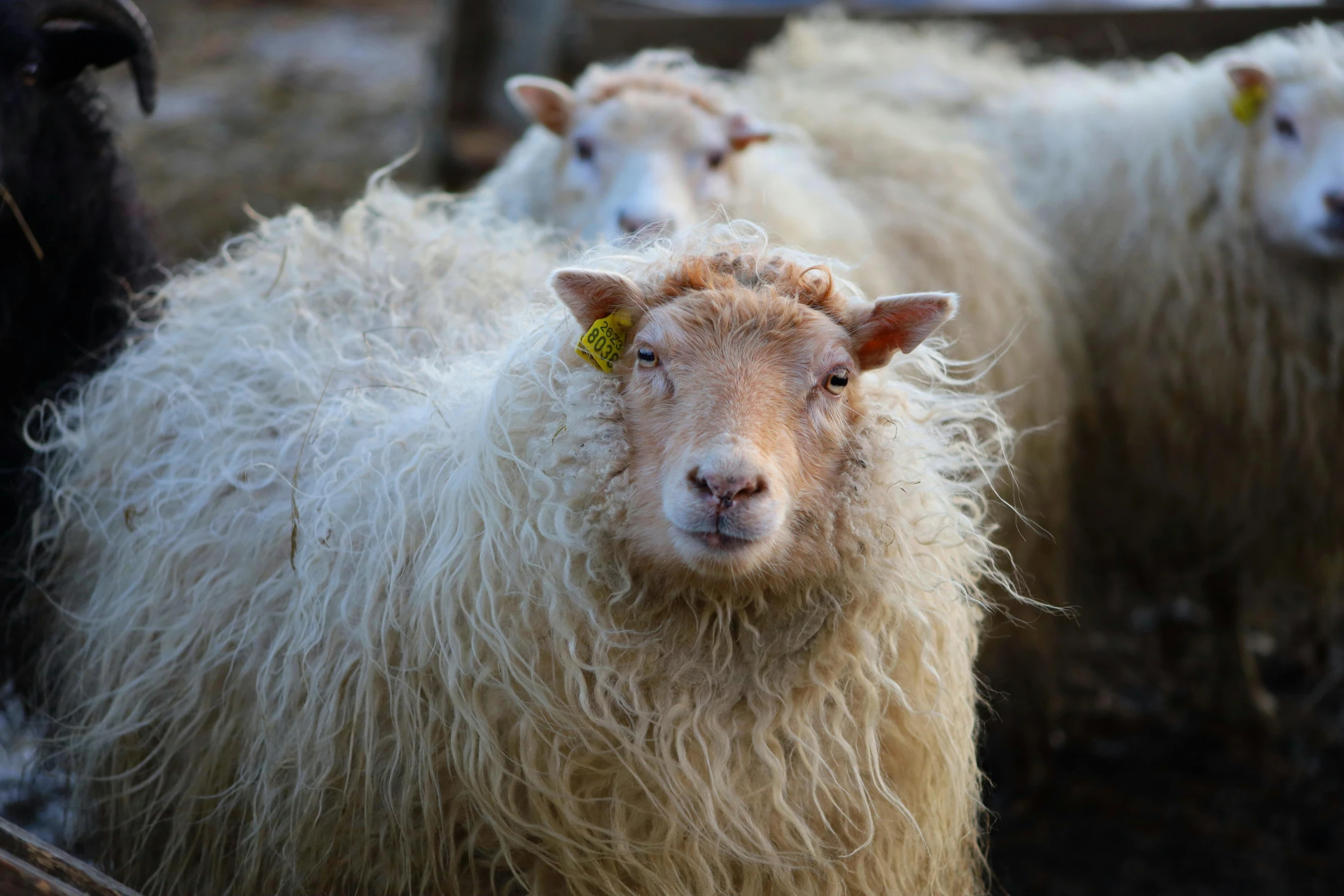 there are a group of sheep that are walking together