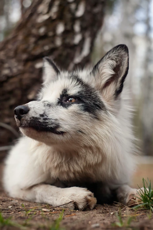 a close up po of a dog next to a tree