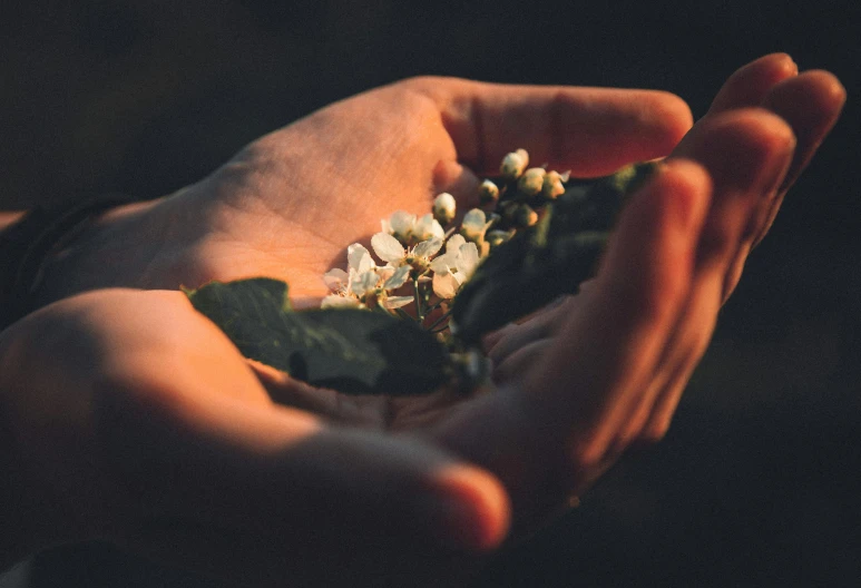 person holding flowers with their hands and touching them