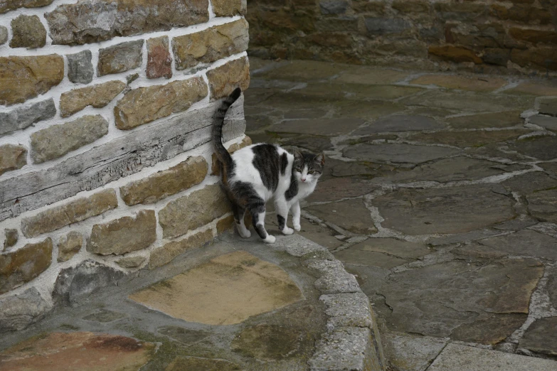 a black and white cat looking through a doorway