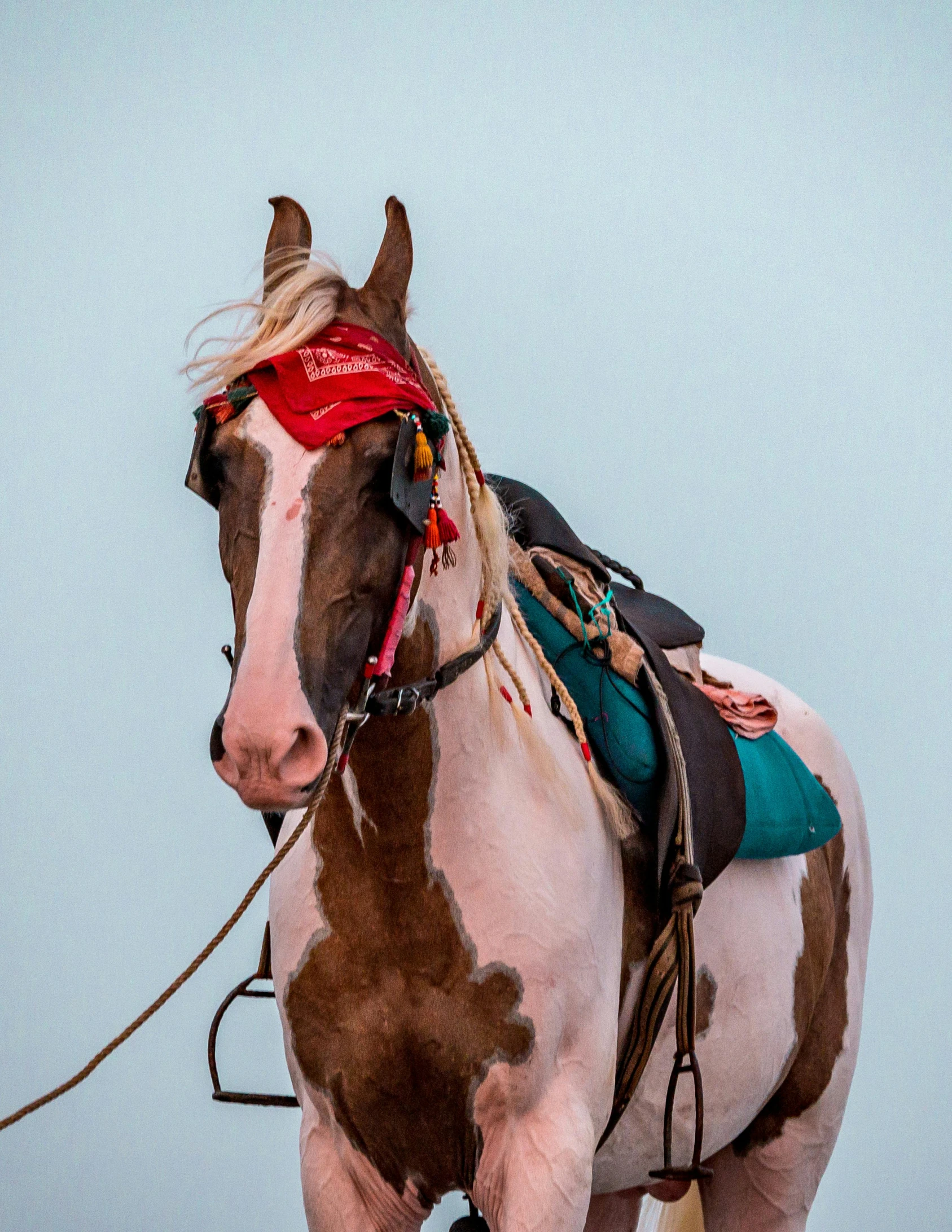 a horse wearing a saddle is shown against the sky