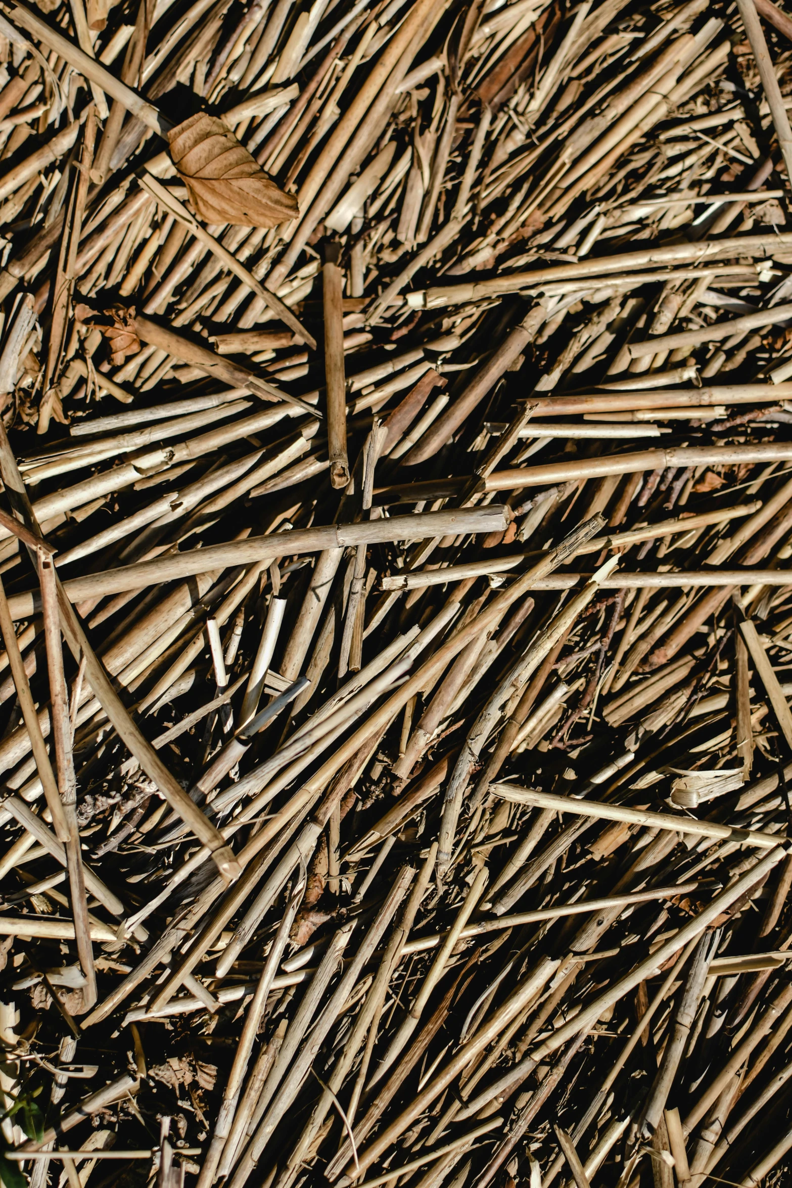 a close up po of sticks and grass