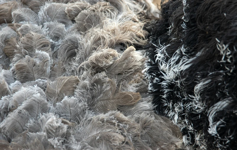 a herd of black and grey sheep standing next to each other