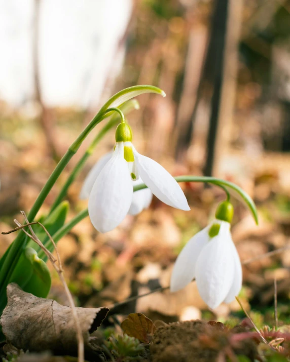 a couple of white flowers sitting on top of leaves