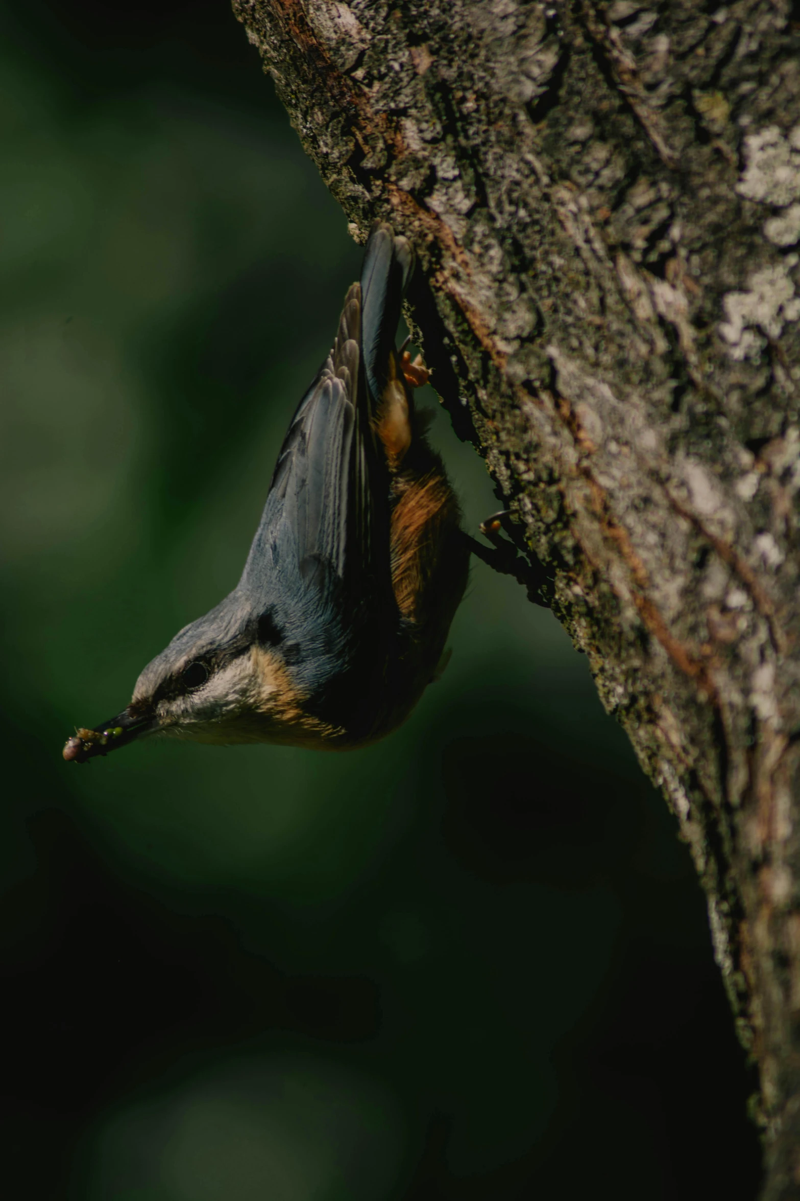 the small bird is hanging off of the tree limb