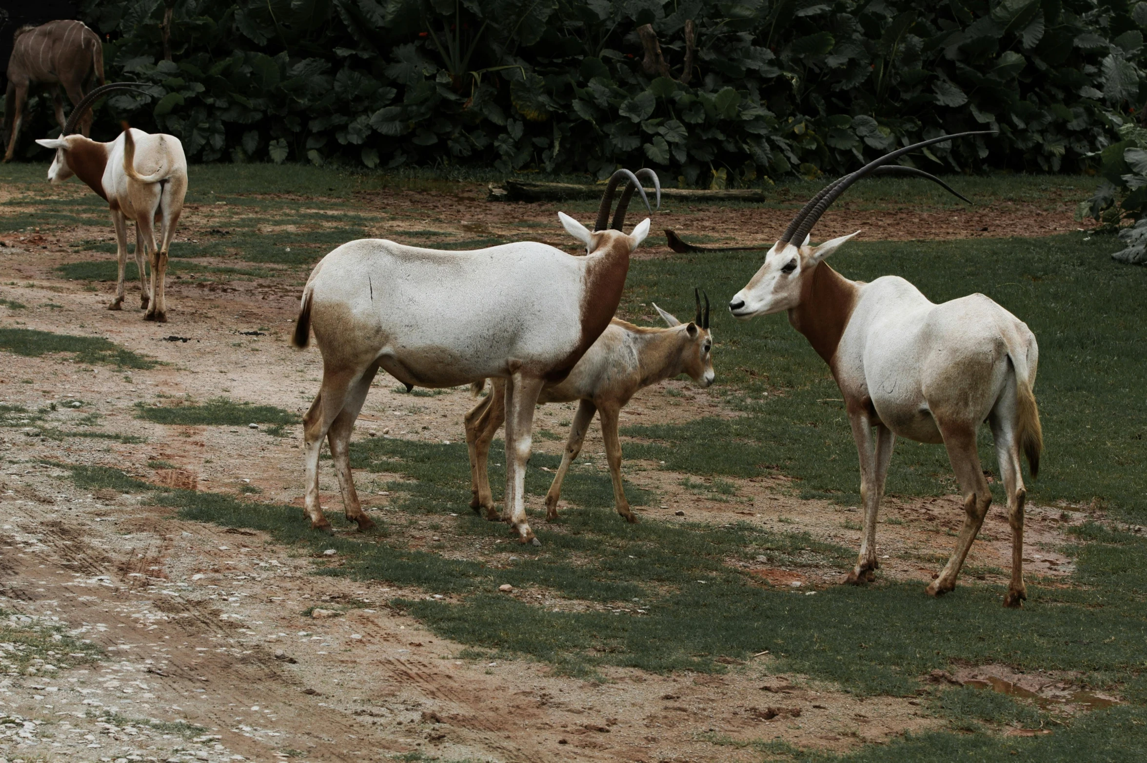 there are three goats walking side by side