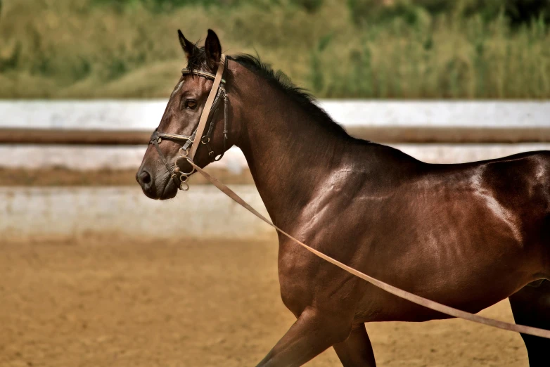 a brown horse being led by a rope