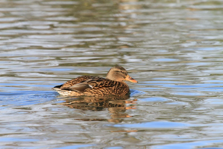 a close up of a duck swimming in the water