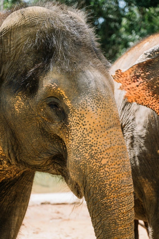 closeup of the top part of an elephant