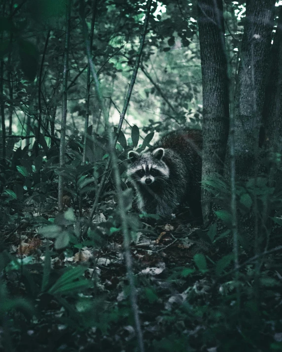 a rac wandering through the woods near some trees