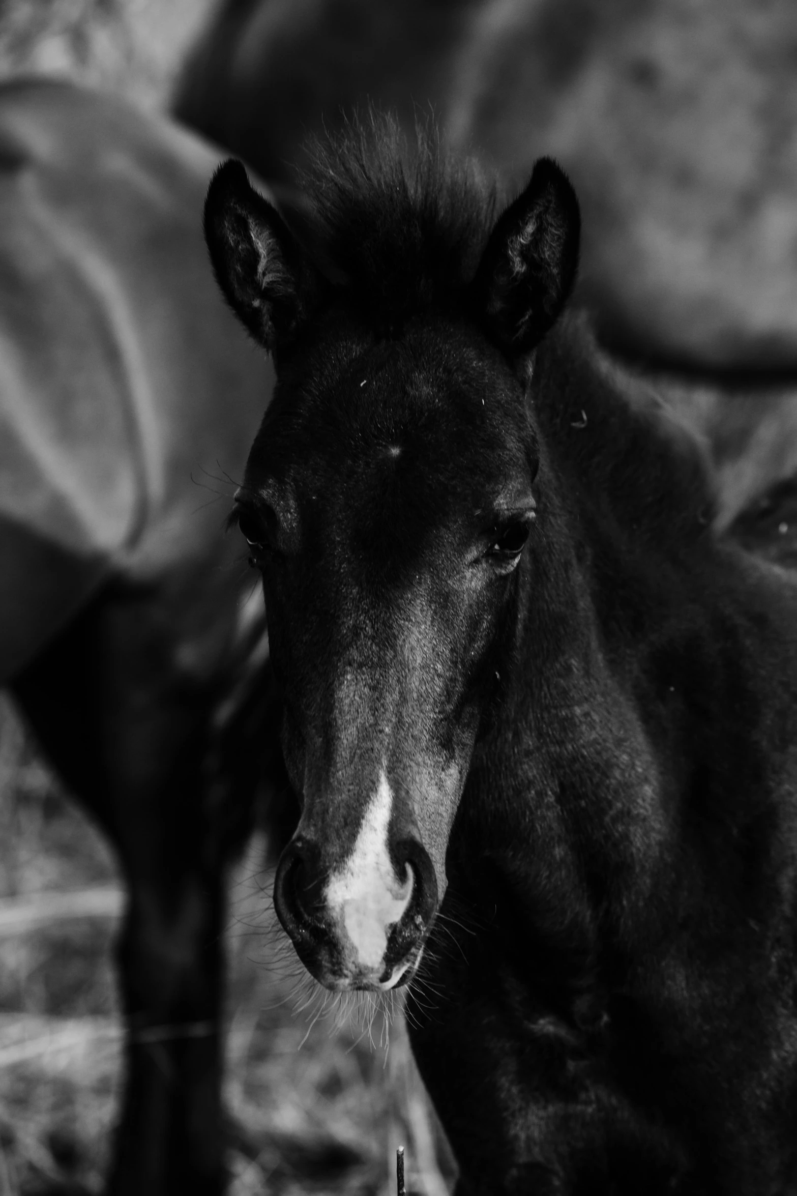 a close up view of two horses with their faces near one another