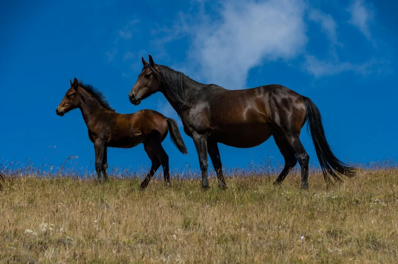 two horses standing in a pasture on a clear day