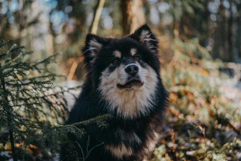 an image of a black and white dog that looks surprised