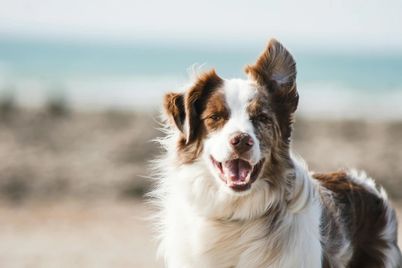 a white and brown dog is standing on the beach