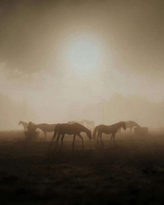 four horses in a large field near the fog