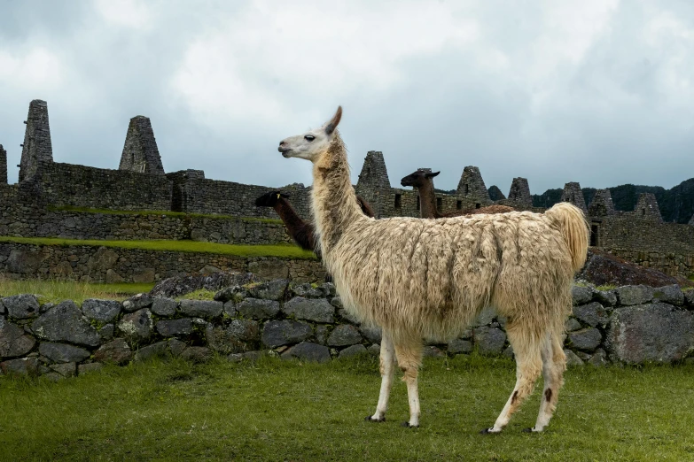 there is a llama standing in the grass outside