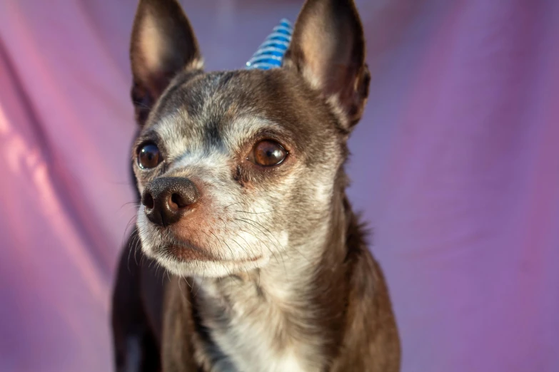 a small dog is standing with its head turned to the side