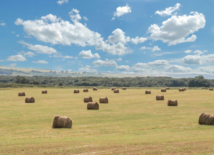 there are lots of round bales that can be seen in the field