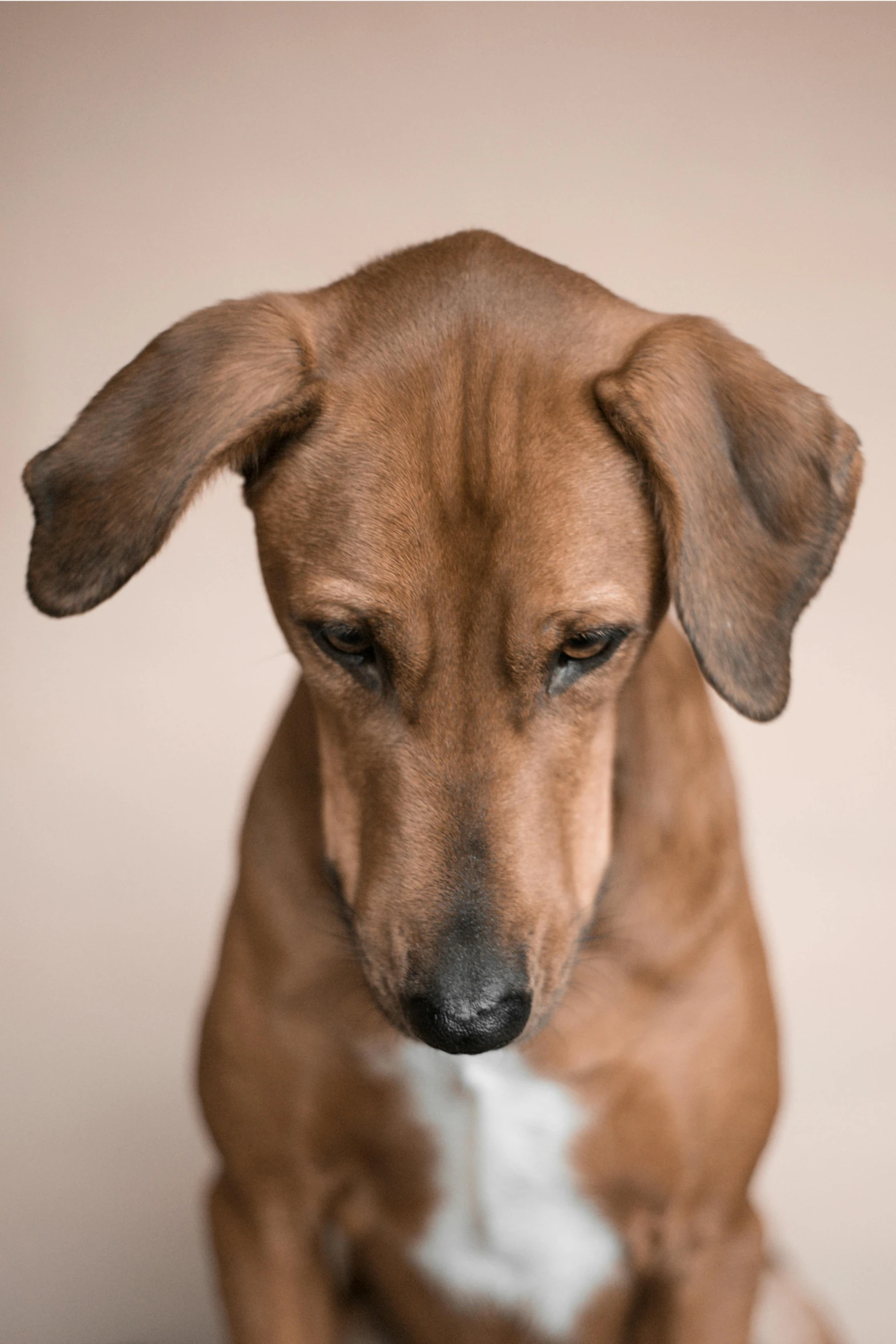 a brown dog sitting down looking at the camera