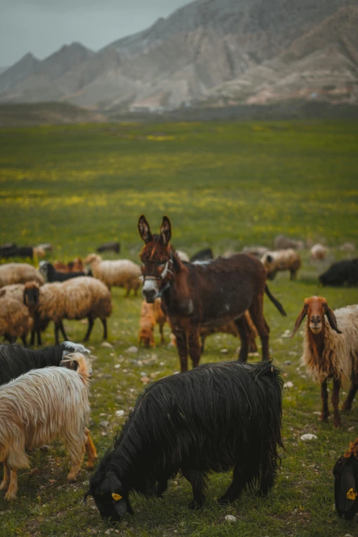 a brown donkey is standing among many black goats