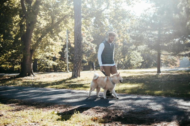 man walking two dogs on a park path