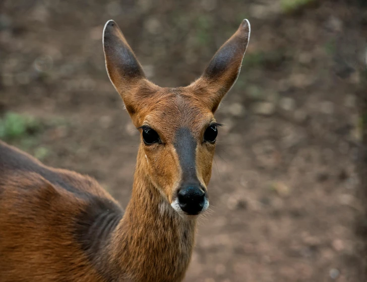 the brown antelope is looking at me through the grass