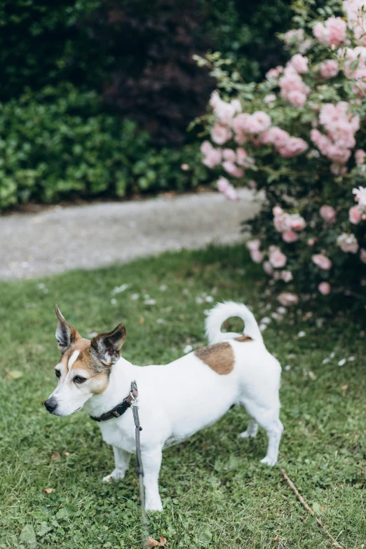 a white dog with a black and brown collar is outside near flowers