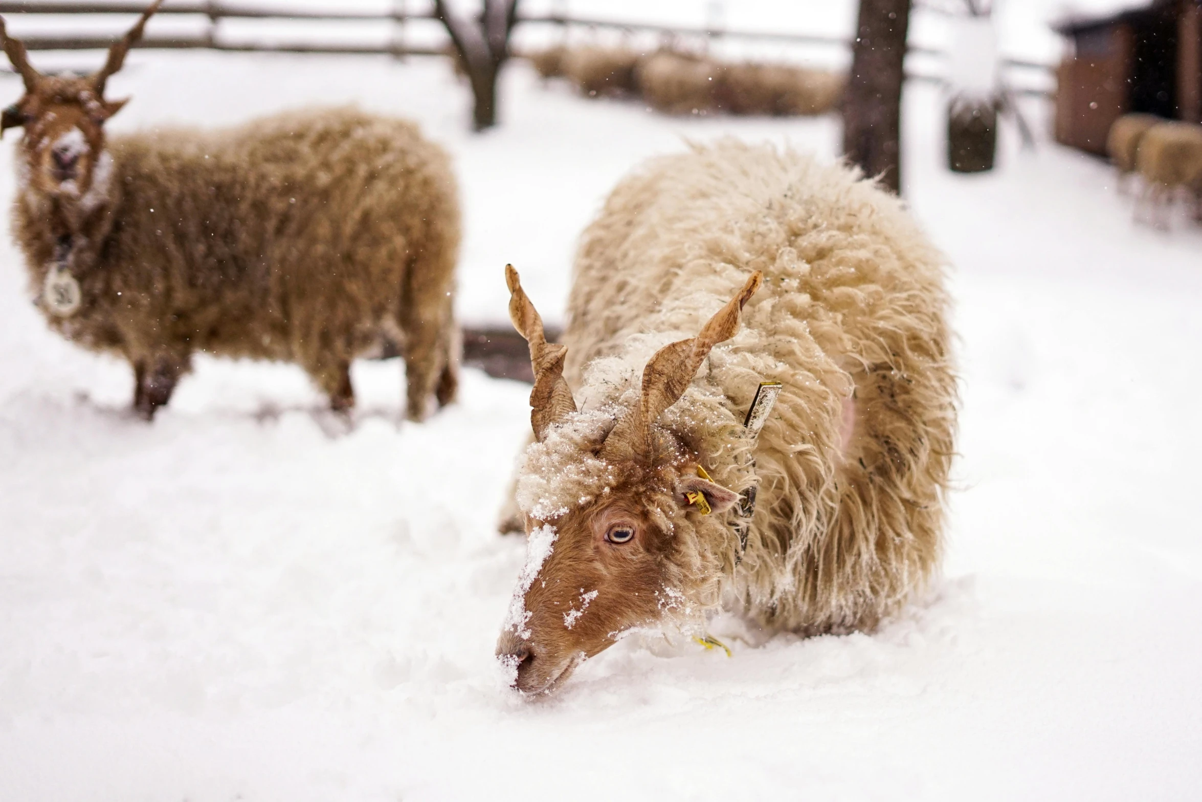 two woolly sheep on a snowy day by a fence