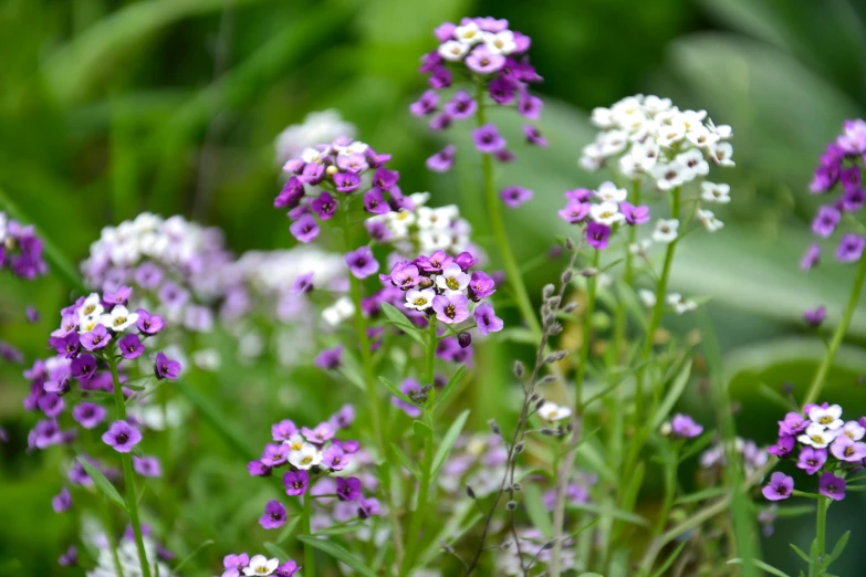 a group of purple and white flowers in the middle of green grass