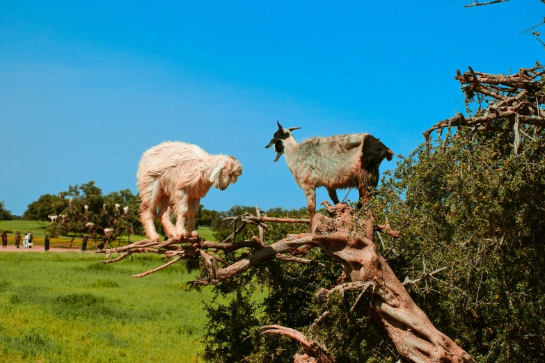 two goats on top of wooden nches in a field