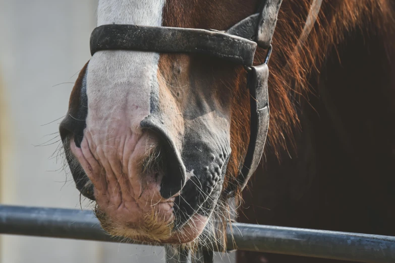a horse with its nose through the bar of its pen