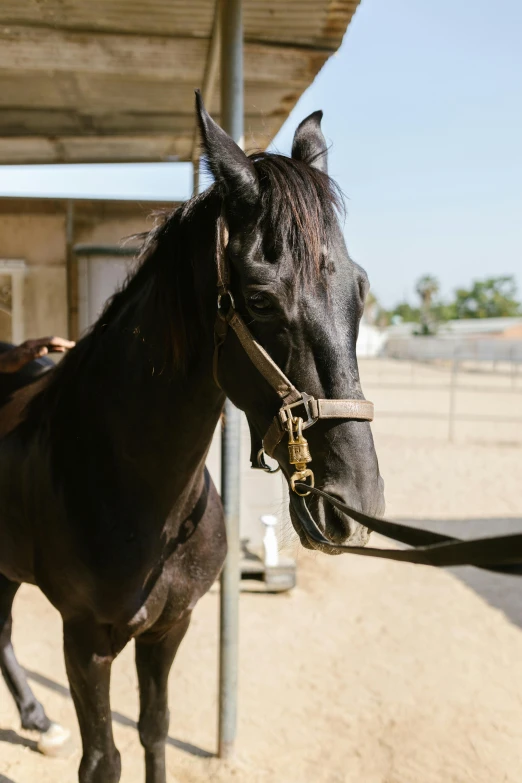 a horse tied to a rail on a dirt field