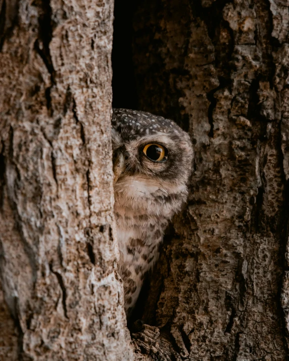 a owl looking around from peeking through the bark of a tree