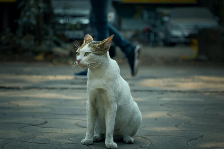 a white and brown cat sitting on the ground