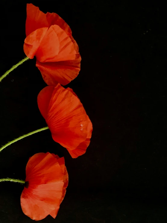 three orange flowers on a black background