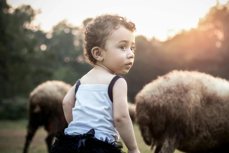 a child stands in front of sheep, staring