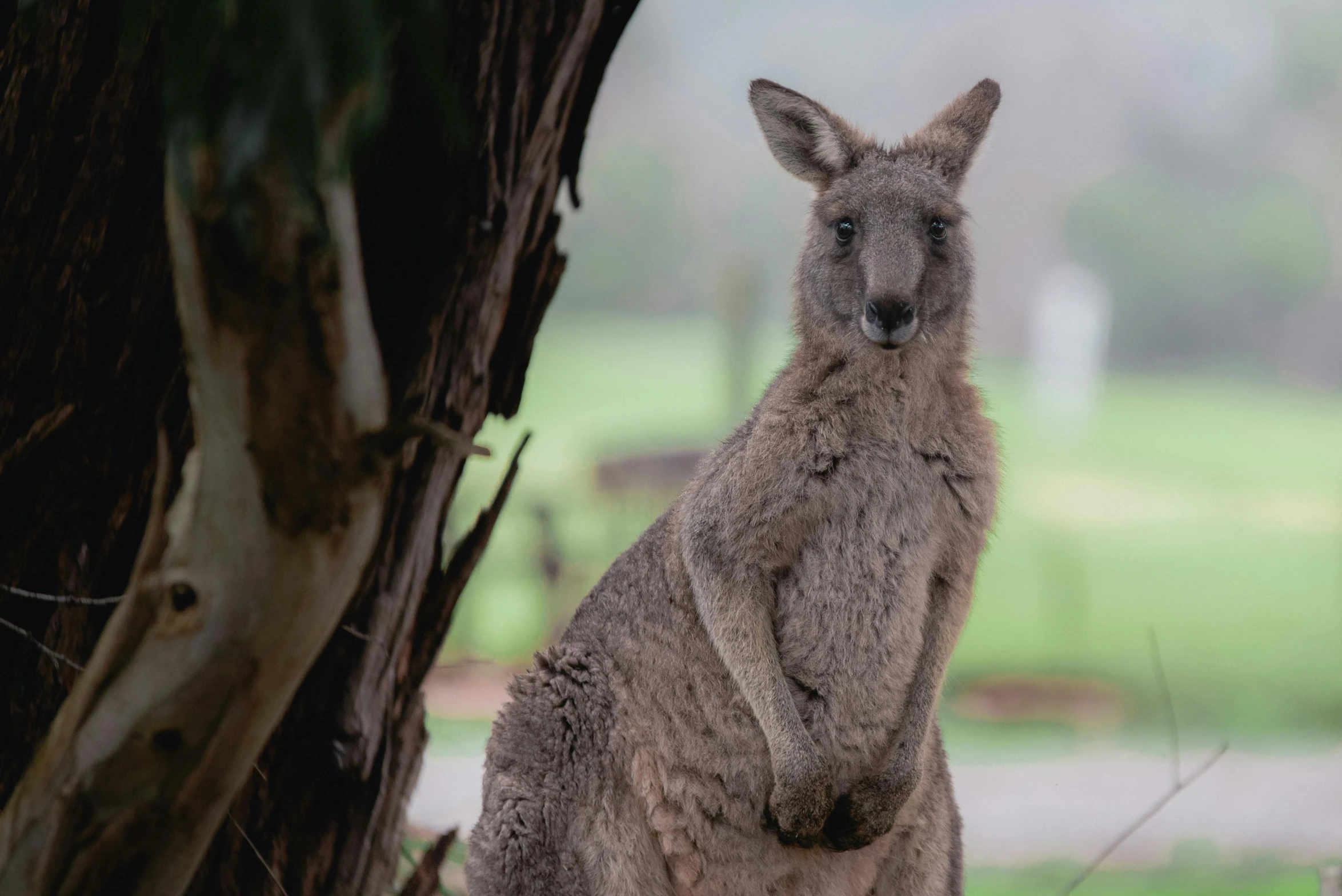 a large kangaroo standing up against a tree trunk