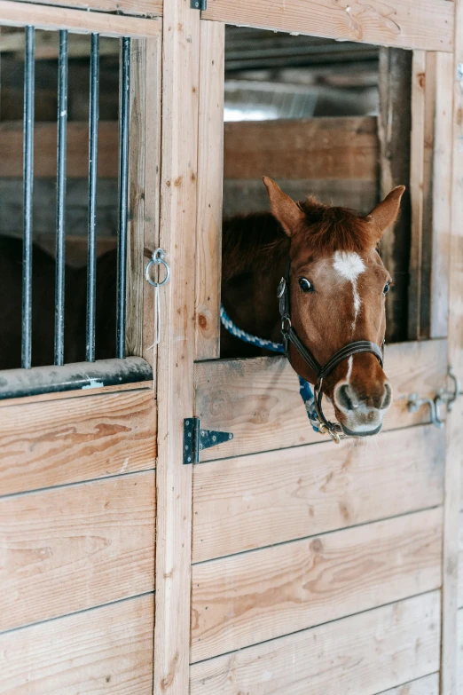 a horse peers out from its stable