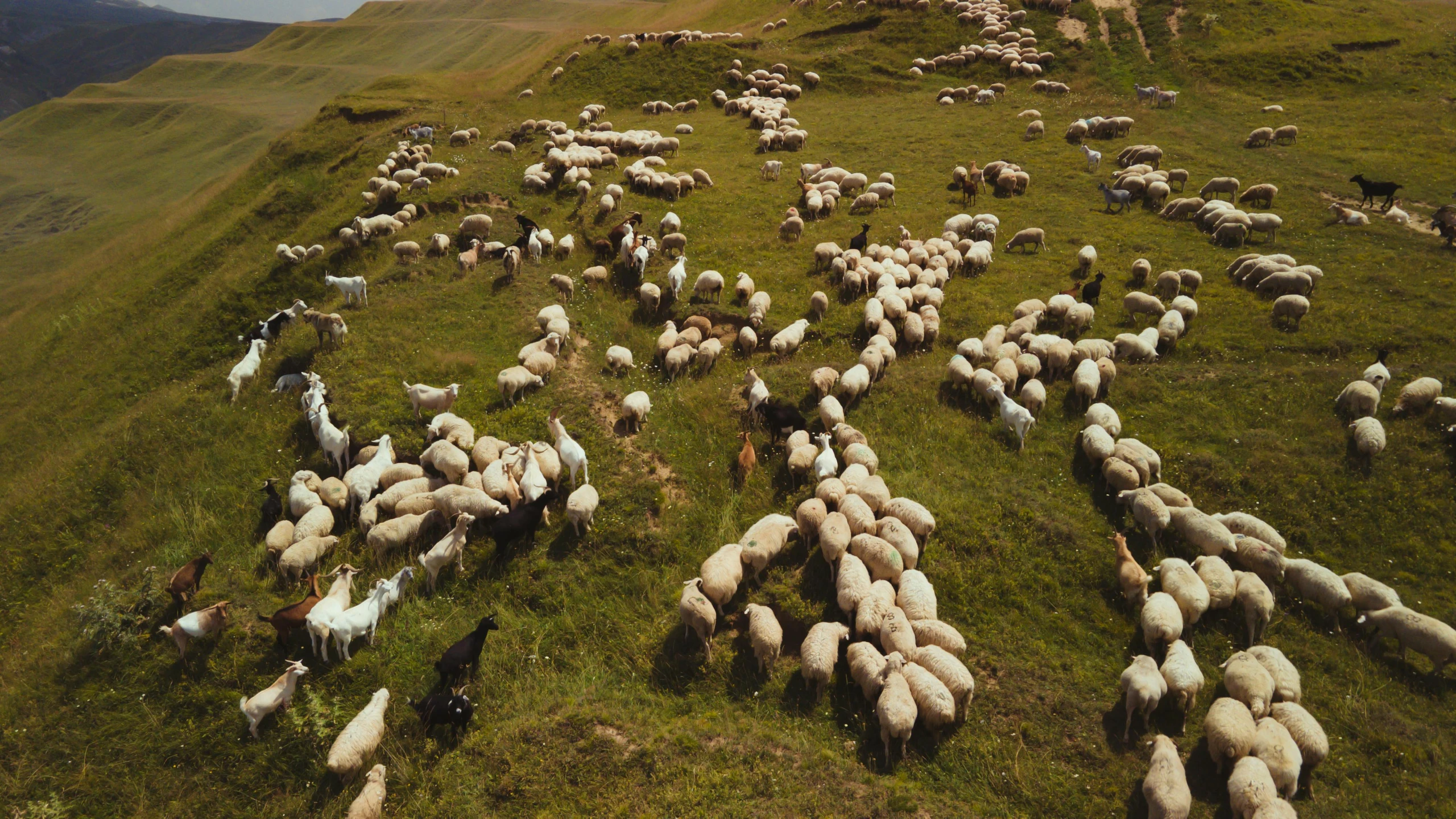 a flock of sheep on a hillside with mountain in the background