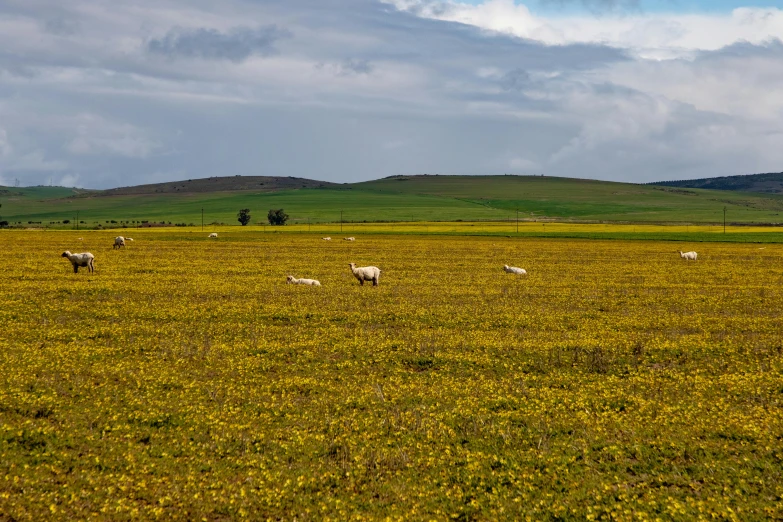 many animals standing in the grass near a hill