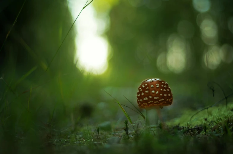 a small toad sprout in the forest