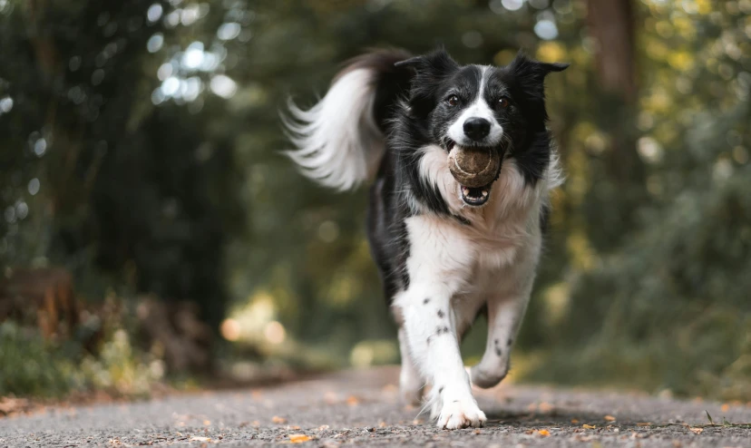 a dog is running along the road while holding a ball in it's mouth