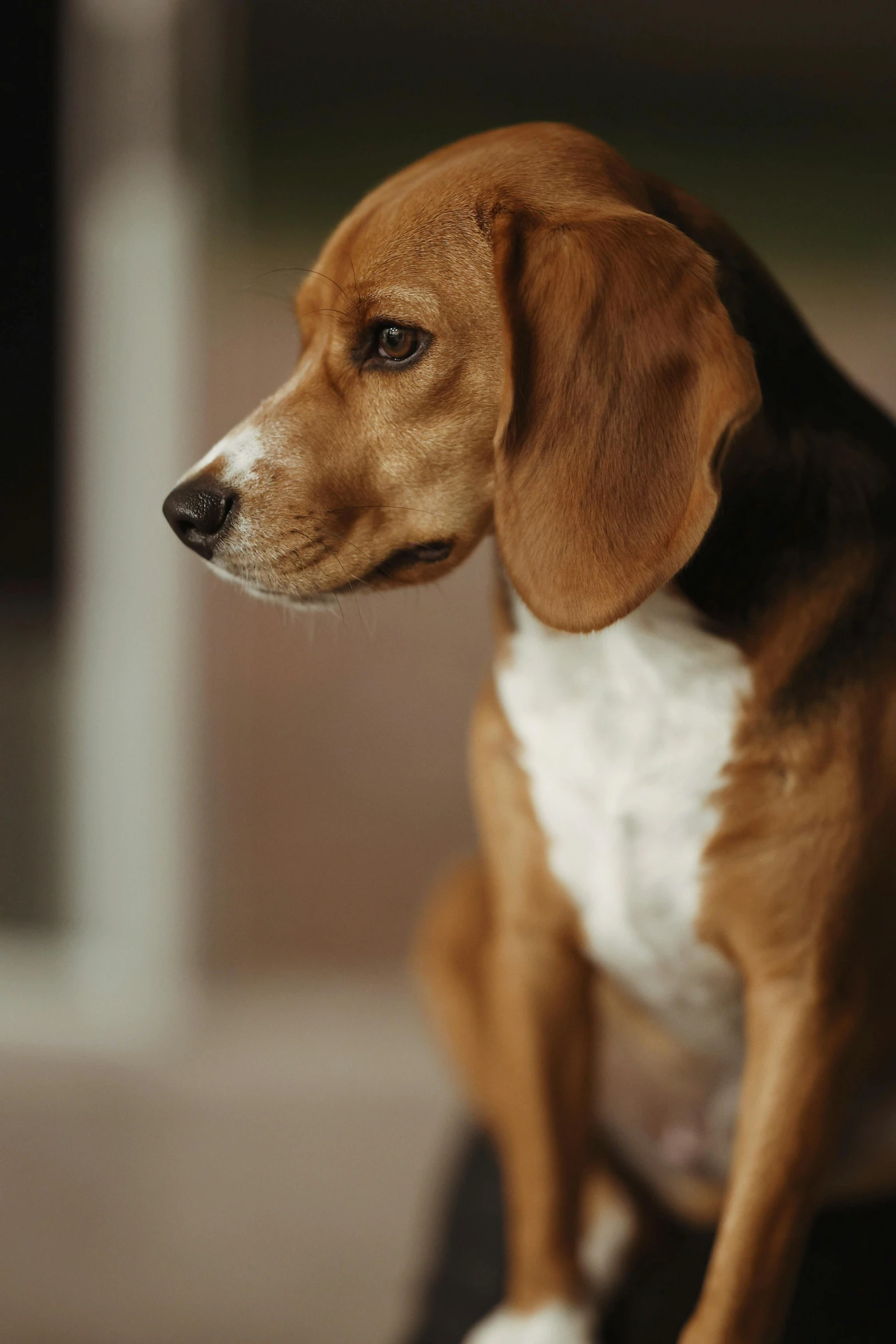 a little puppy is sitting looking intently ahead