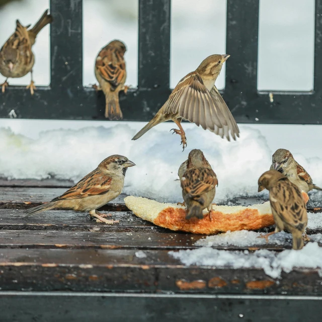 a group of birds eating food from a table